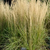 Overdam Feather Reed Grass